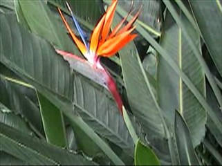 Bird of Paradise