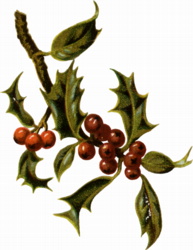 Holly thumb