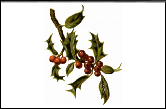 Christmas Holly front