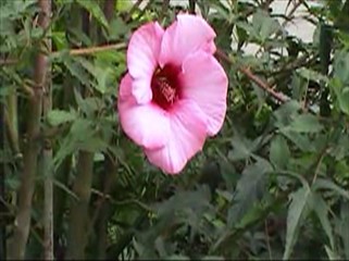 Pink Flower