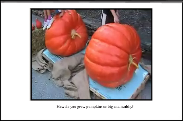 Pumpkins front