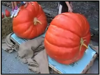 Pumpkins thumb